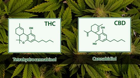 Qué es el CBD Qué es el THC Analizando las diferencias Wide Weed