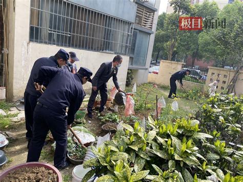 小区部分居民侵占绿地种菜，武汉东西湖区城管执法队员铲除菜地复绿 活动 社区