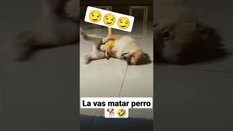 La Vas A Matar Perro Viral Yoitubeshorts YouTube