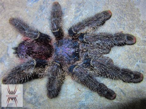 Avicularia Juruensis Peruvian Pink Toe Tarantula By 03arachnids