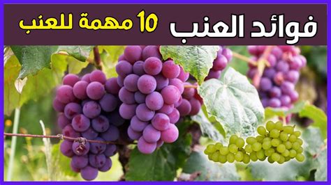 فوائد العنب 🍇👌 10 فوائد مدهشة للعنب ستجعلك تتناوله يوميا فوائد العنب للجنس Youtube