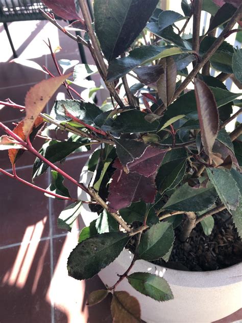 Photinia Red Robin Bobite In Ghiveci Si Pete Albicioase Pe Frunze