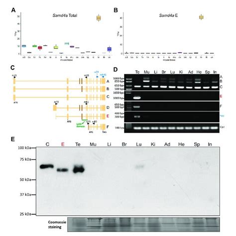 Expression Profiling Of Murine Samd4a A The Total MRNA Expression