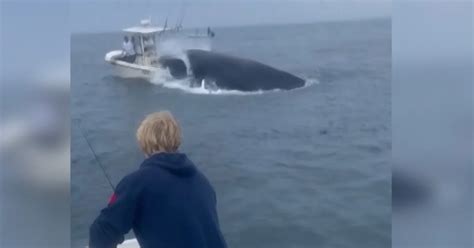 Whale Capsizes Boat Off New Hampshire Coast: Sailors and Whale Unharmed ...