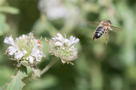 Blunt Mountainmint Pycnanthemum Muticum Flower With Honeybee Stock