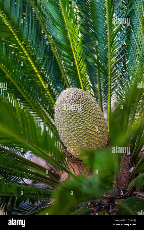 Cycas Flower Banque De Photographies Et Dimages Haute R Solution Alamy