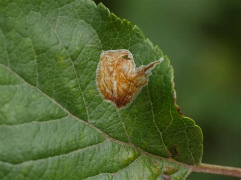 Callisto Denticulella Somerset Moths