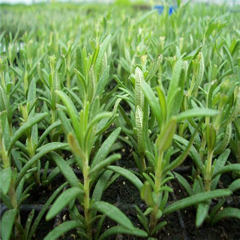 Rosemary Interesting Benefits And Uses | Veggies Info