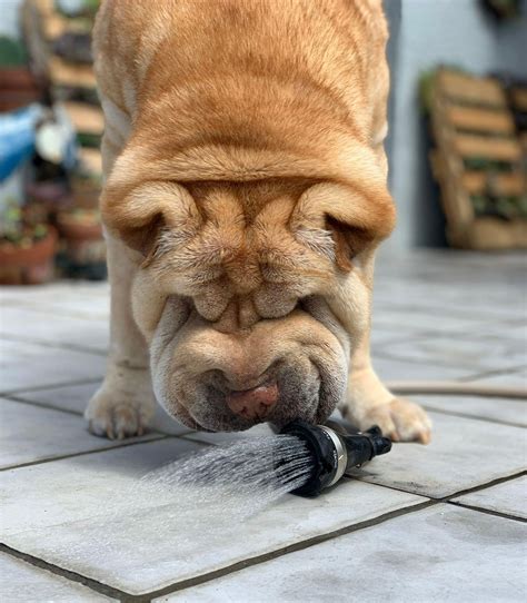 Vague de canicule comment protéger ses animaux de la chaleur