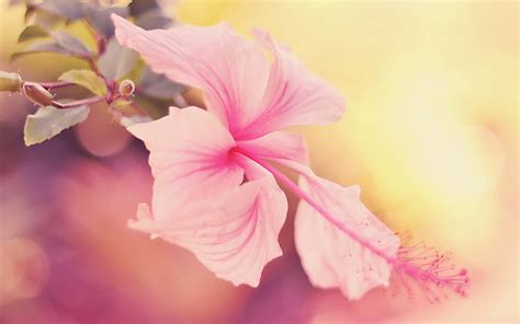 100 Hibiscus Wallpapers