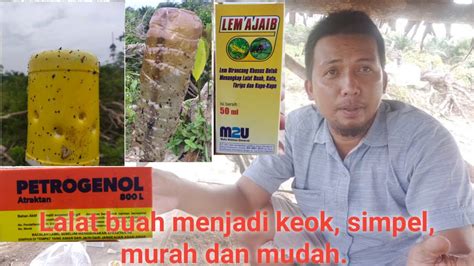 Cara Membuat Perangkap Lalat Buah Lalat Buah Jadi Keok YouTube