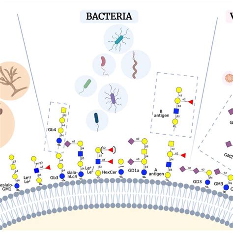 Schematic Representation Of Selected Gsls Involved In Host Pathogen