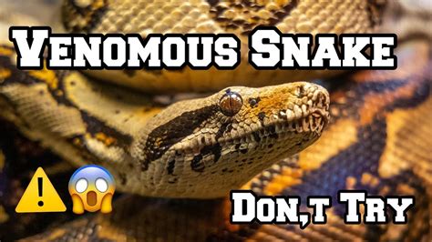 Venomous Snake Deadliest Job Snakes 😱🐍 Youtube