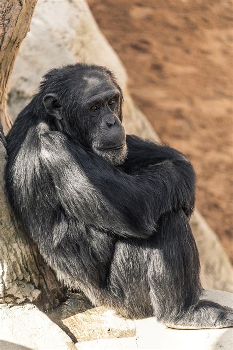 Chimpanzee Free Stock Photo Public Domain Pictures