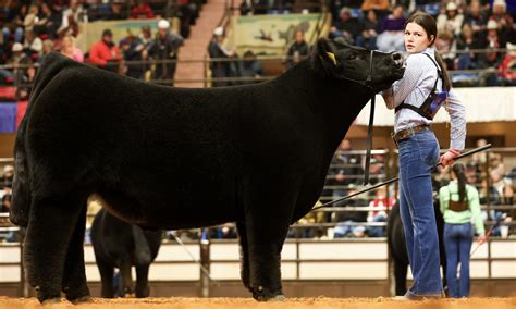 Grand Champion Steer Tops Record Breaking Junior Sales At Fort Worth