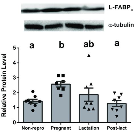 Relative Protein Levels From Western Blot Assays For Liver Type Download Scientific Diagram