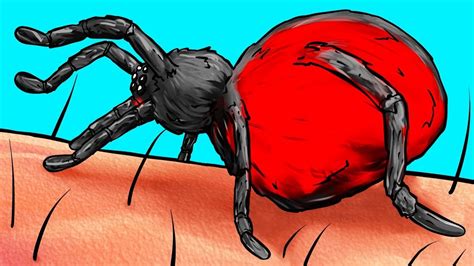 Qué le pasa a tu cuerpo cuando te pica una araña Señales de alerta y