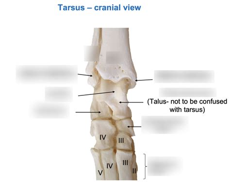 Tarsus Cranial View Diagram Quizlet