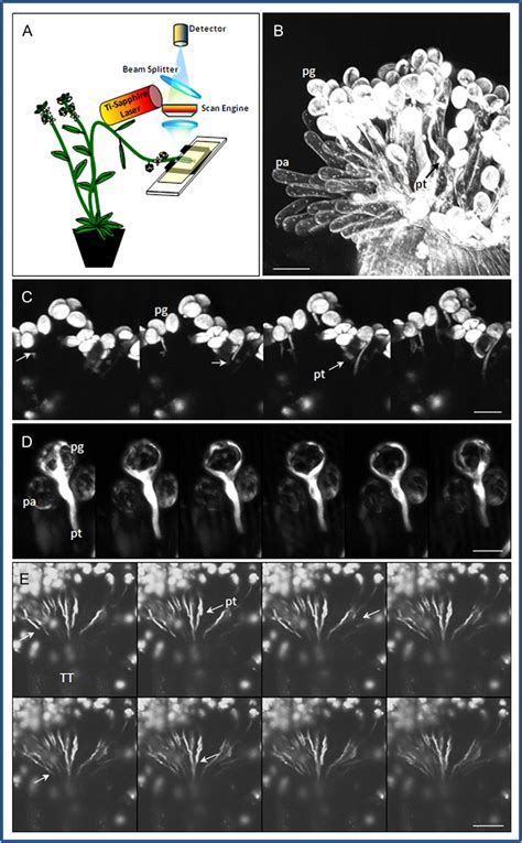 Two Photon Imaging Of The In Vivo Pollen Tube Growth Process In The