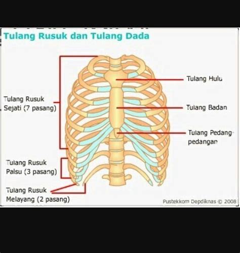 Detail Gambar Tulang Rusuk Dan Tulang Dada Koleksi Nomer 9