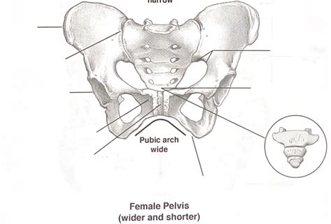 Female Pelvis Diagram Quizlet