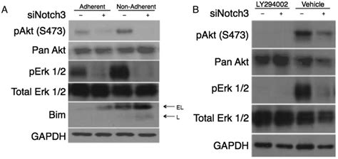 Notch3 Signaling Promotes Akt And Erk Regulation Of Bim Notch3 Download Scientific Diagram