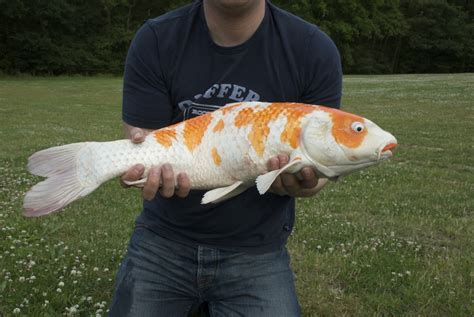 Paradis Express Giant Koi