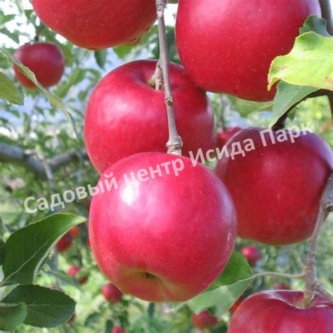 Яблоня Афродита Описание Фото Отзывы – Telegraph