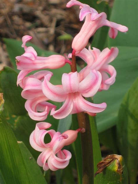 Garten Navi Garten Hyazinthe Hyacinthus Orientalis Sorten