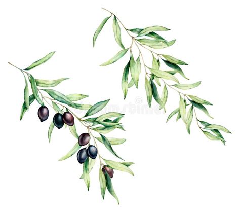 Watercolor Olive Tree Branch Set With Black Olives And Leaves Hand