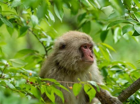 Premium Photo Monkey Looking Away On Tree