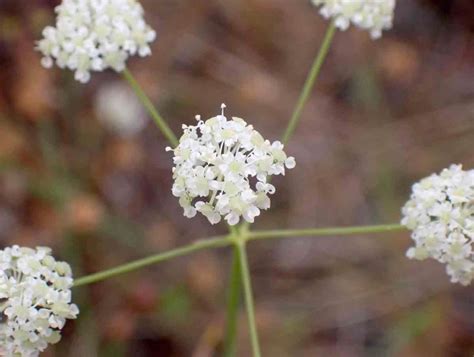 perideridia pringlei calflora