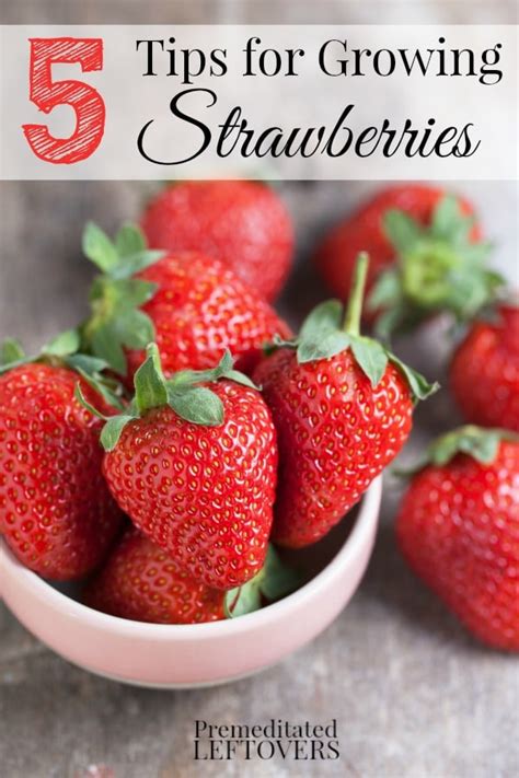 5 Tips for Growing Strawberries