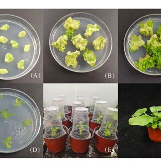 Genetic transformation of Nicotiana benthamiana with p1301-pLFY1. (A)... | Download Scientific ...