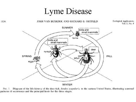 Lyme Disease