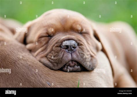 Bordeaux Mastiff, Bordeauxdog. Puppy sleeping. Germany Stock Photo - Alamy