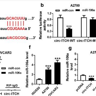 Circ Itch Acted As A Decoy For Mir A In Ovarian Cancer Cells A The