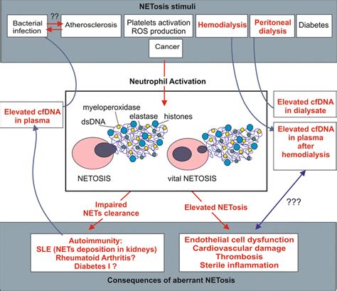 Netosis Activation And Clearance Clinical Conditions And Known