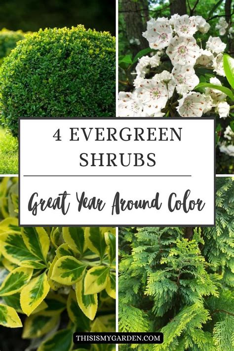 There Are A Variety Of Evergreen Shrubs You Can Grow To Add Year Round