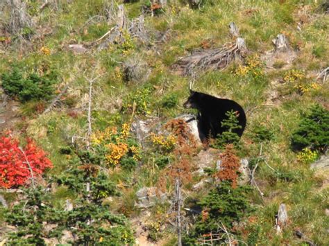 American Black Bear Scat Flickr Photo Sharing