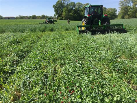 Integrating Cover Crops In Nitrogen Management Ut Crops News