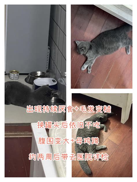 猫传腹治疗日记：病因症状检查解决，保姆级分享 知乎