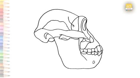 Australopithecus Afarensis Skull Drawing