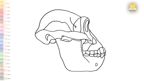 Australopithecus Afarensis Skull Drawing