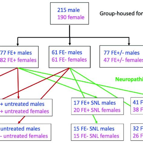 Experimental Design Rats Underwent Fear Conditioning And Extinction Download Scientific