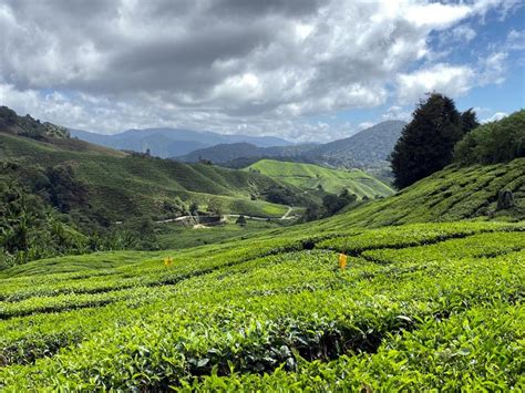 From Kuala Lumpur Cameron Highlands Private Day Tour