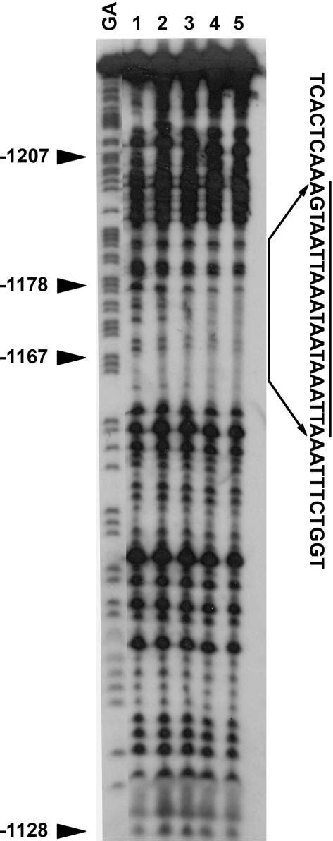 Dnase I Footprint Analysis Of The A Region Of The Gmcam Promoter