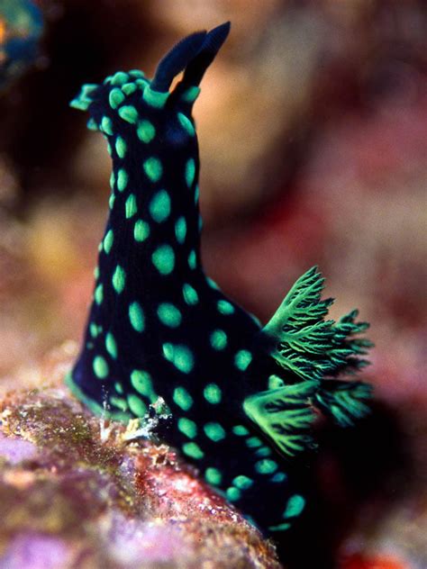 Nembrotha Cristata Beautiful Sea Creatures Sea Slug Ocean Creatures