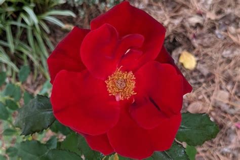 Top 12 Red Rose Bush Varieties - SONG OF ROSES