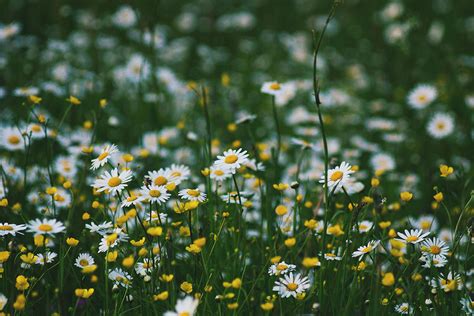 Weekly Photography Assignment Flowers Nature Ttl